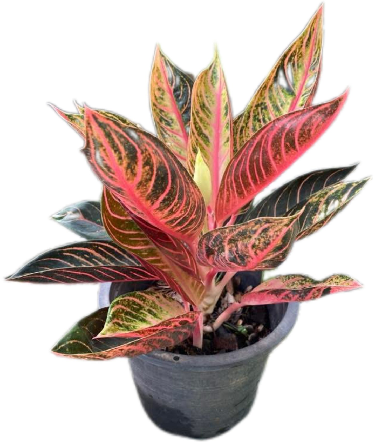 Aglaonema “Bunlung Thapthim” Wholesale Set of 5 Plants