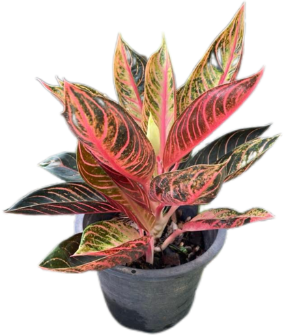 Aglaonema “Bunlung Thapthim” Wholesale Set of 5 Plants
