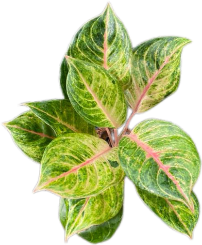 Aglaonema “Susan” – Set of 10 Plants
