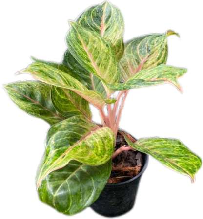 Aglaonema “Susan” – Set of 10 Plants