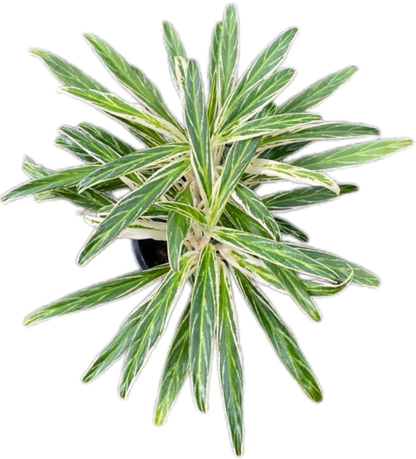Aglaonema “Setthi Bai Khao” (Rice Leaf Aglaonema) Wholesale Set of 10 Plants 