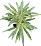 Aglaonema “Setthi Bai Khao” (Rice Leaf Aglaonema) Wholesale Set of 10 Plants 