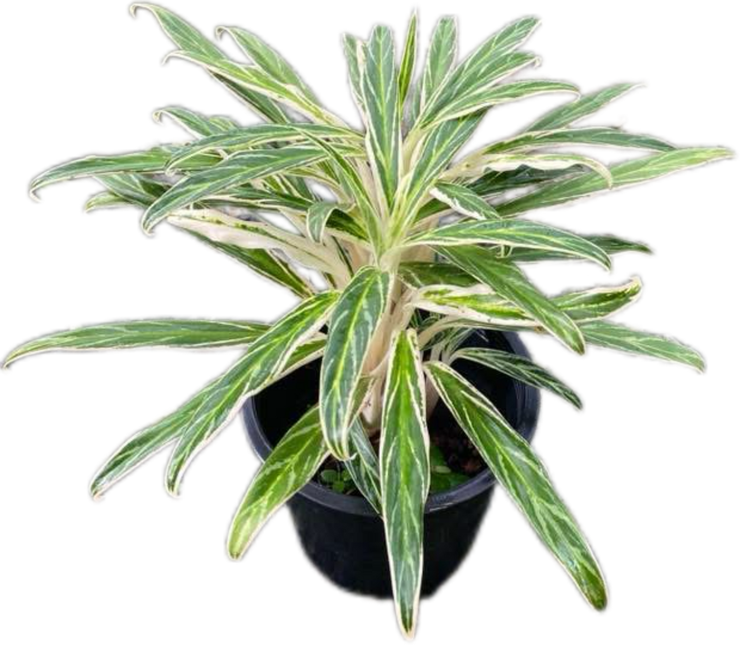 Aglaonema “Setthi Bai Khao” (Rice Leaf Aglaonema) Wholesale Set of 10 Plants 
