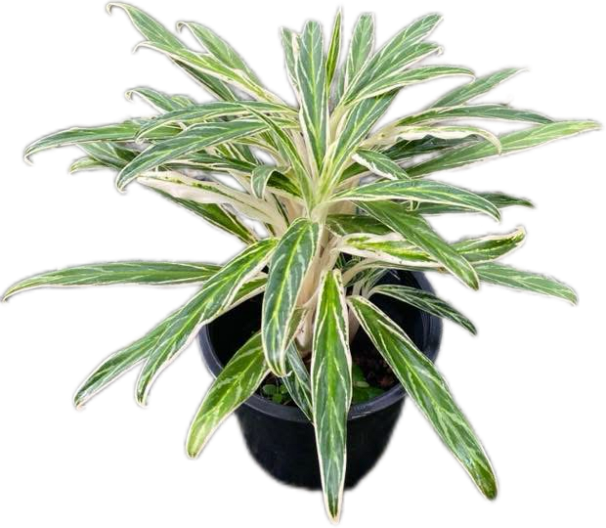 Aglaonema “Setthi Bai Khao” (Rice Leaf Aglaonema) Wholesale Set of 10 Plants 