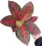 Aglaonema “Sub Mongkol Daeng” (Red Fortune Aglaonema) Wholesale Set of 10 Plants