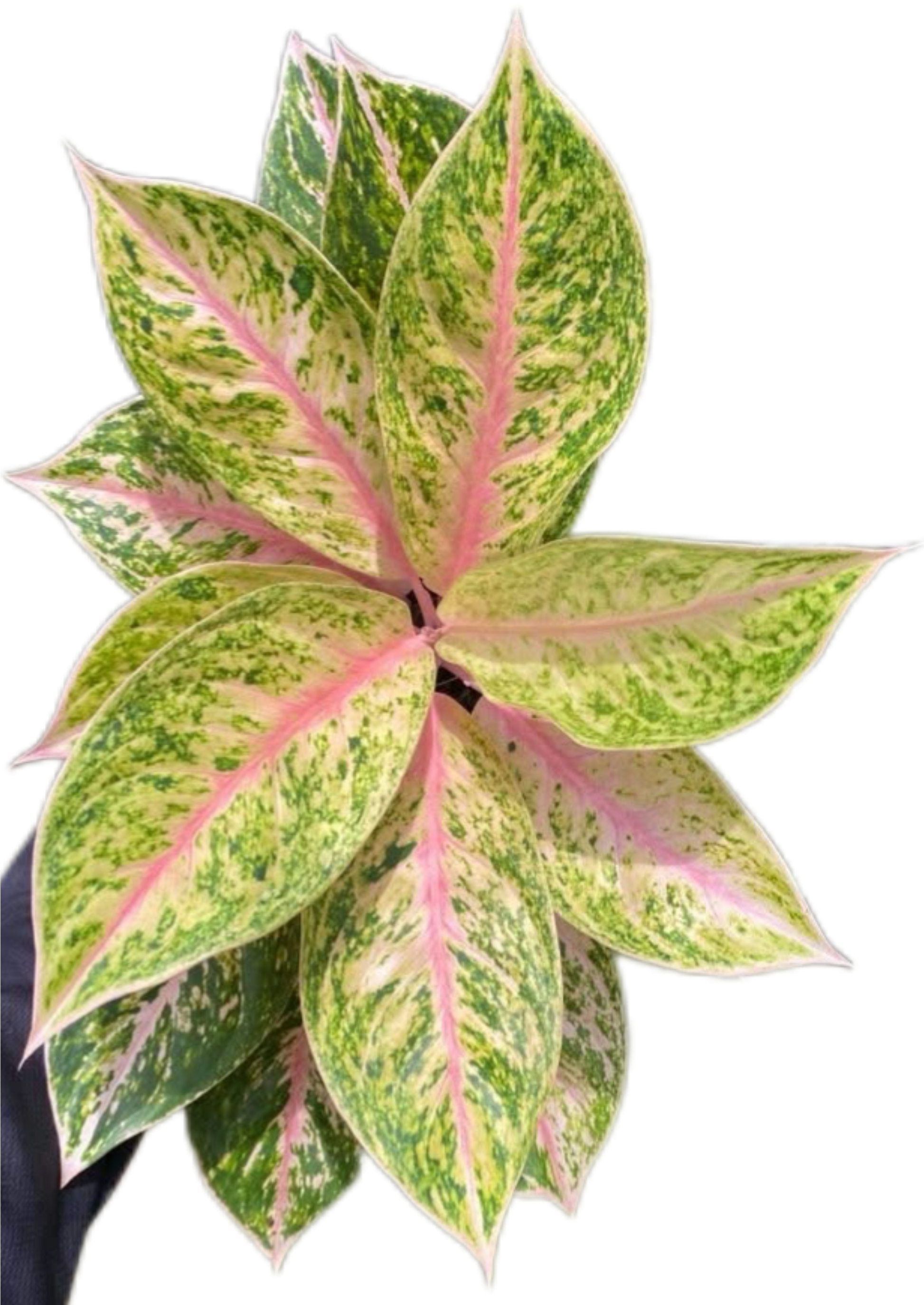 Aglaonema “Sam Sip Laan” (Thirty Million Aglaonema) Wholesale Set of 10 Plants