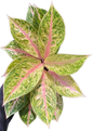 Aglaonema “Sam Sip Laan” (Thirty Million Aglaonema) Wholesale Set of 10 Plants