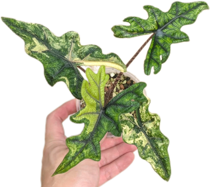 Alocasia Jacklyn 'Aurea Variegated