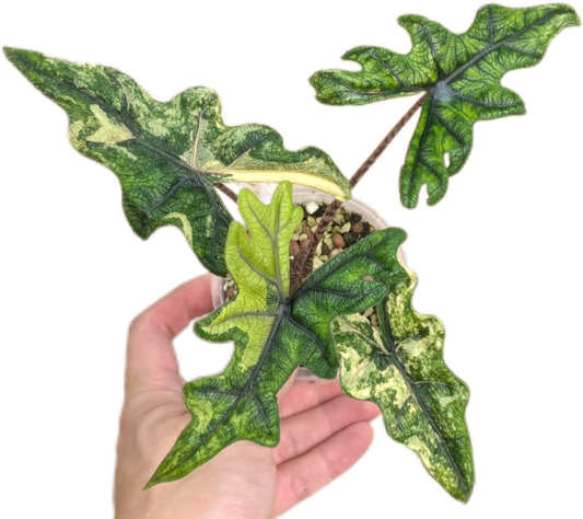Alocasia Jacklyn 'Aurea Variegated