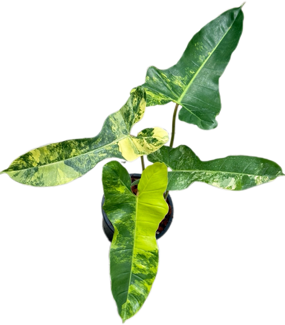 Philodendron Jennifer. Variegated ( Florida Beauty x Billiteae Var)