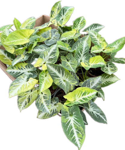 Syngonium “Scrambled Eggs” Set of 10 Plants