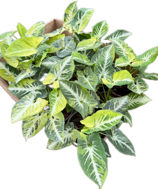 Syngonium “Scrambled Eggs” Set of 10 Plants