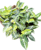 Syngonium “Scrambled Eggs” Set of 10 Plants