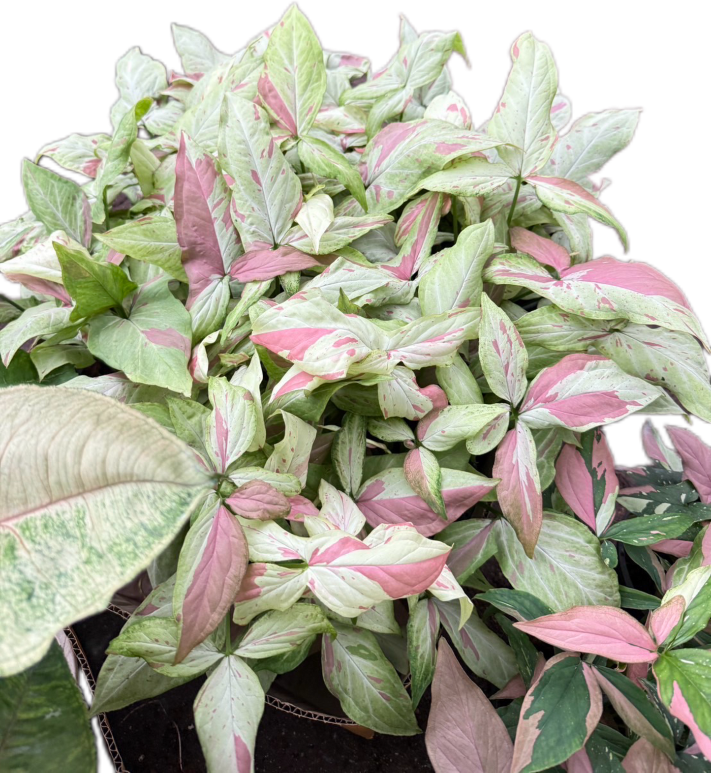 Syngonium “Pink Salmon” (Bundle Set of 10 Plants)