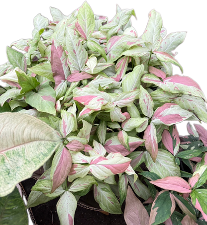 Syngonium “Pink Salmon” (Bundle Set of 10 Plants)