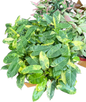 Philodendron Burle Marx Variegated Set of 10 Plants