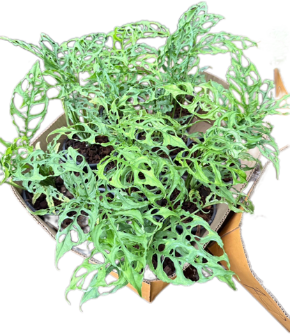 Monstera Oblique Peru Set of 10 Plants