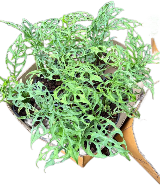 Monstera Oblique Peru Set of 10 Plants