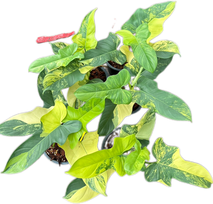 Philodendron Bipennifolium Variegated (Violin) Set of 5 Plants