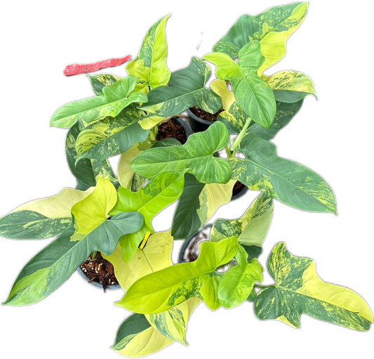 Philodendron Bipennifolium Variegated (Violin) Set of 5 Plants