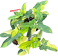 Philodendron Bipennifolium Variegated (Violin) Set of 5 Plants