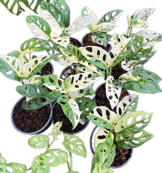 Monstera Adansonii Albo Variegated