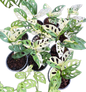 Monstera Adansonii Albo Variegated