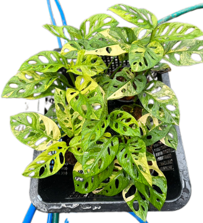 Monstera Adansonii Aurea Variegated Set of 5 Plants