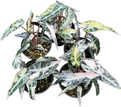 Alocasia Bambino Pink Variegated