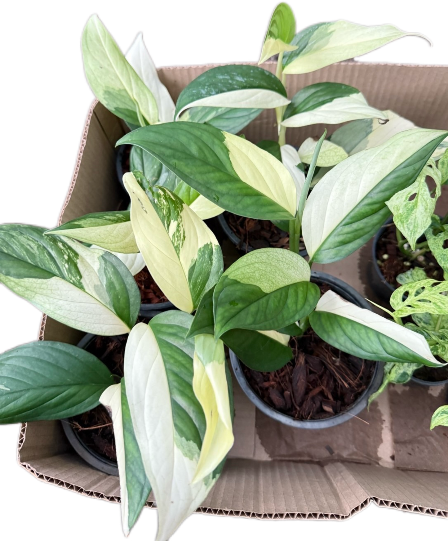 Monstera Acacoyaguensis Variegated – Set of 5 Rare Plants