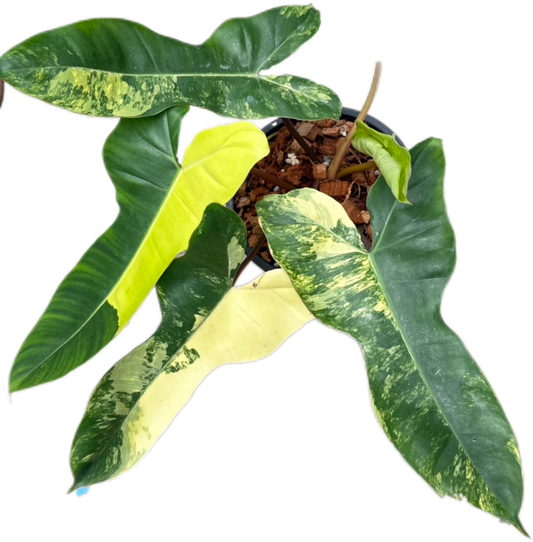 Philodendron Jennifer. Variegated ( Florida Beauty x Billiteae Var)