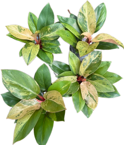 Philodendron Congo Dwarf Variegated (Big Size) Set of 5 Plants