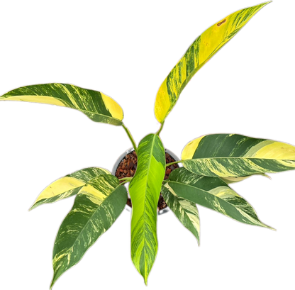 Epipremnum Giganteum Aurea Variegated