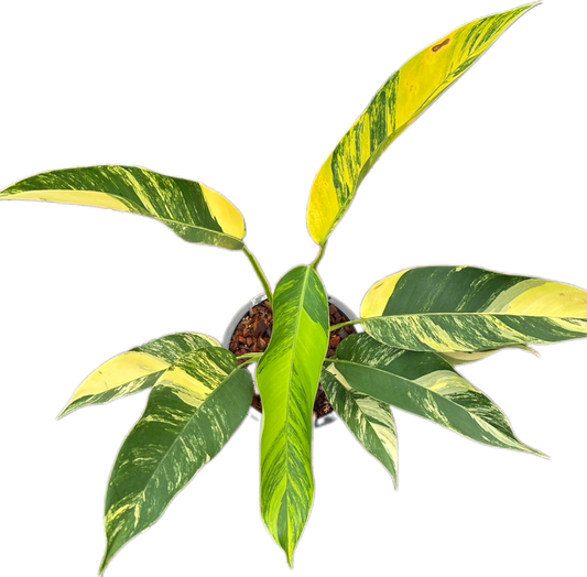 Epipremnum Giganteum Aurea Variegated