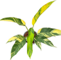Epipremnum Giganteum Aurea Variegated