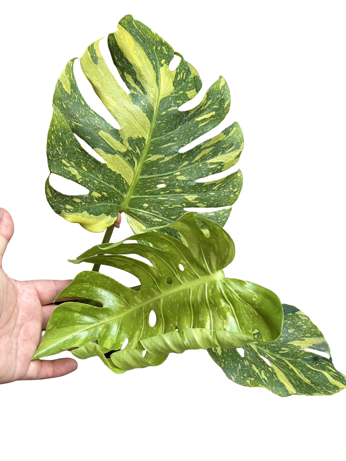 Buy Alocasia “Low Rider” Albo Variegated … | Thailand Export