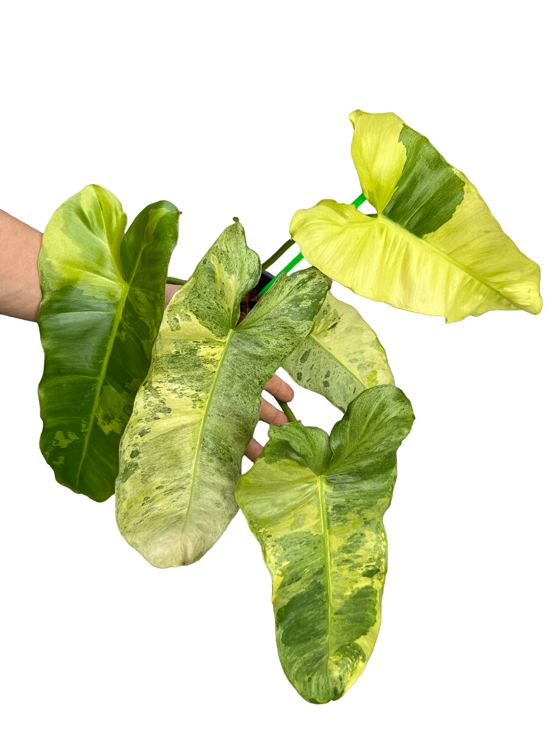 Buy Philodendron Paraiso Verde Aurea Vari…