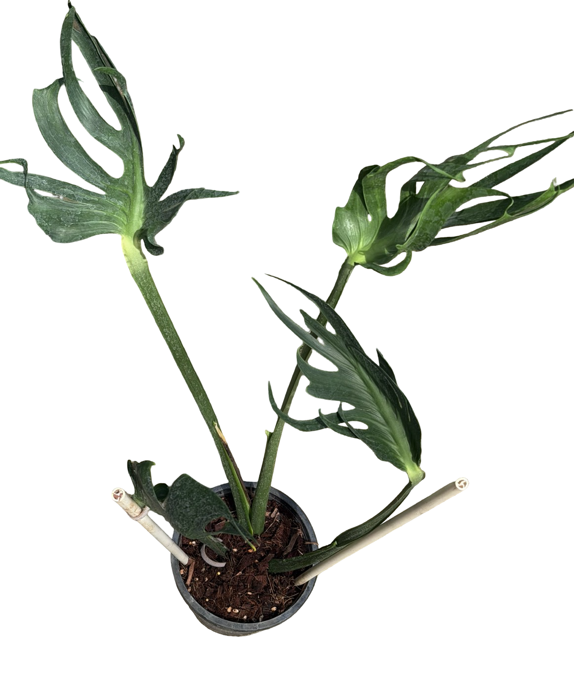 Buy Monstera deliciosa 'Full Mint Marble'… | Thailand Export