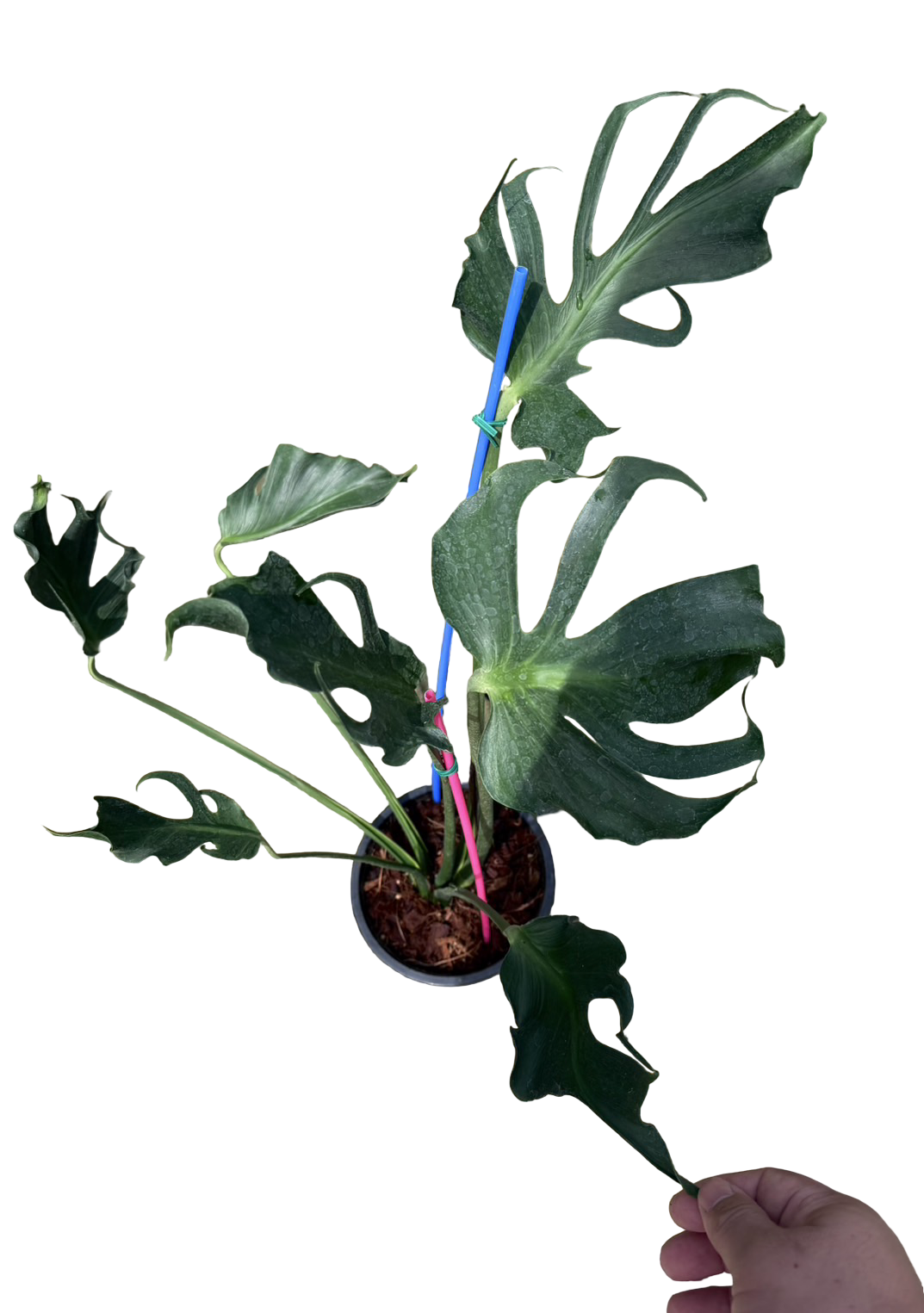 Monstera deliciosa “Unniiae” – Rare Collector’s Form