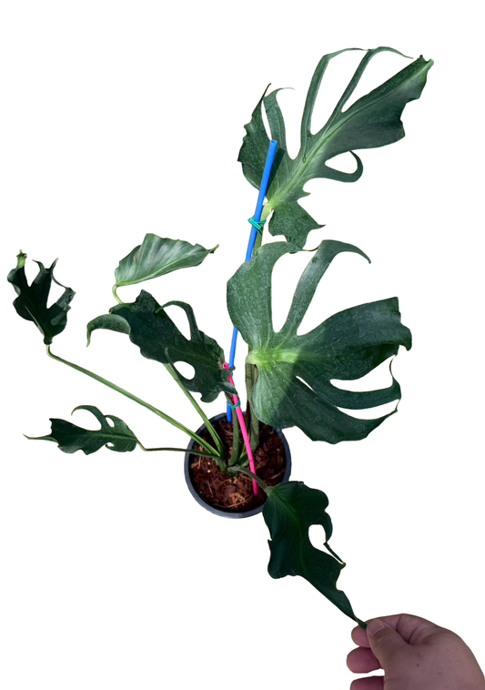 Monstera deliciosa “Unniiae” – Rare Collector’s Form