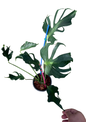 Monstera deliciosa “Unniiae” – Rare Collector’s Form