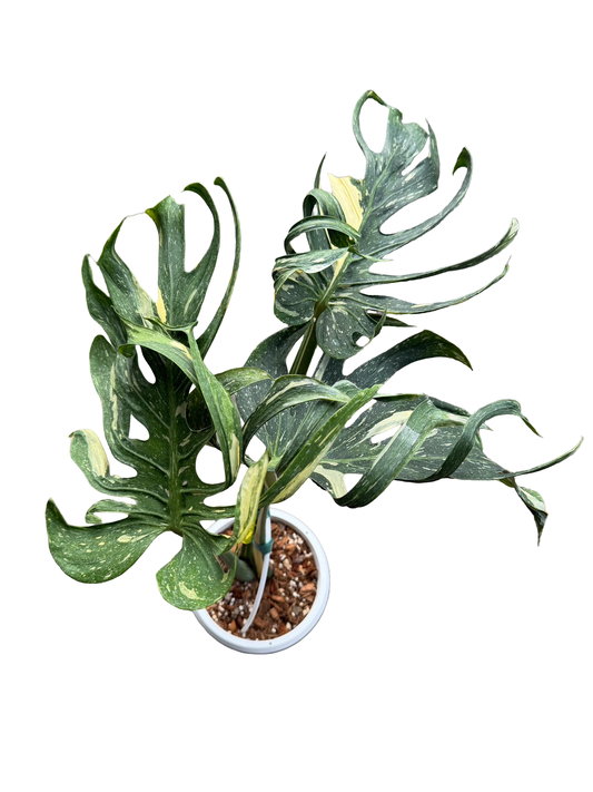 Monstera Deliciosa “Medusa” Variegated