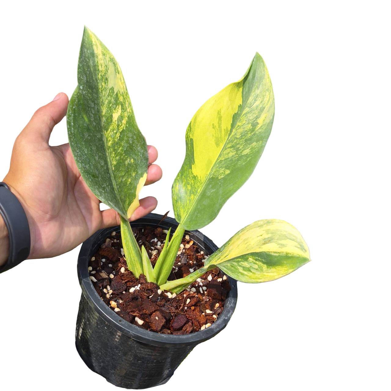 Philodendron Martianum “Fat Boy” Variegated
