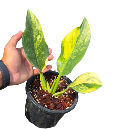 Philodendron Martianum “Fat Boy” Variegated
