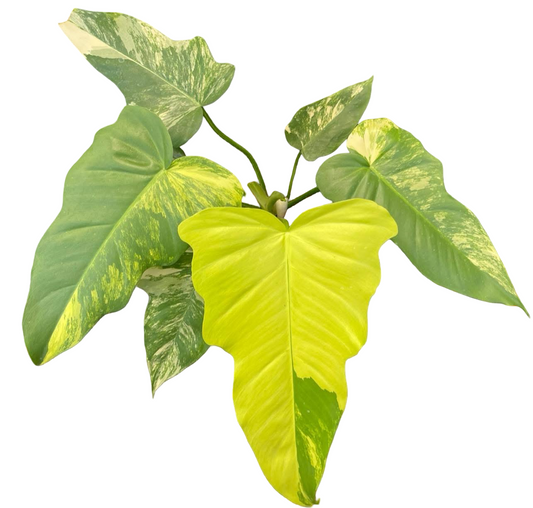 Philodendron Florida Beauty x Radiatum Variegated – Rare Hybrid Aroid