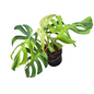 Monstera Deliciosa “Light Lime”