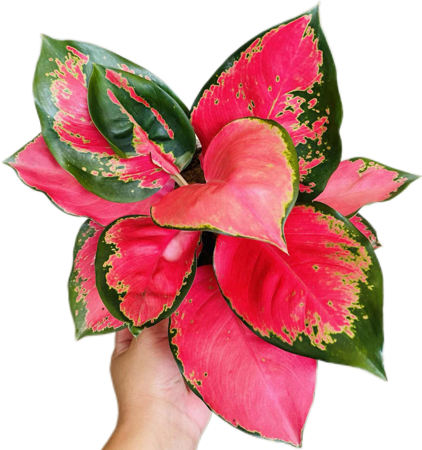 Aglaonema “Chang Daeng” (Red Elephant Aglaonema) Wholesale Set of 10 Plants