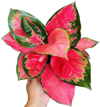 Aglaonema “Chang Daeng” (Red Elephant Aglaonema) Wholesale Set of 10 Plants