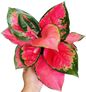 Aglaonema “Chang Daeng” (Red Elephant Aglaonema) Wholesale Set of 10 Plants