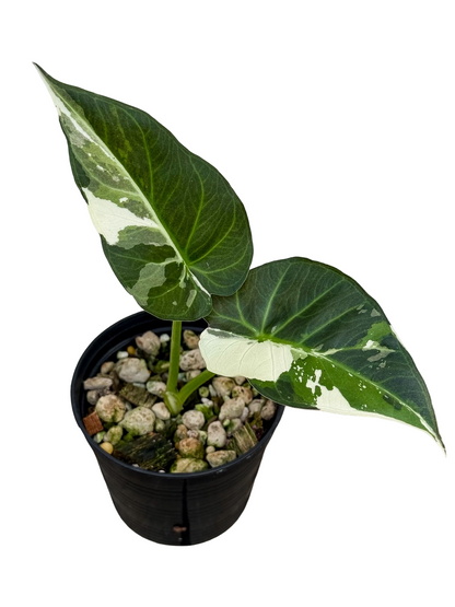 希少　Alocasia regal shield Albo コーム Buy Alocasia Regal Shield “Albo” Variegat… | Thailand Export
